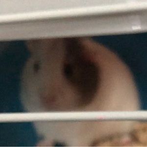 Meet your Posher, Cynthia